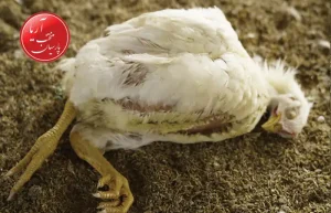 علت سندرم مرگ ناگهانی جوجه مرغ گوشتی