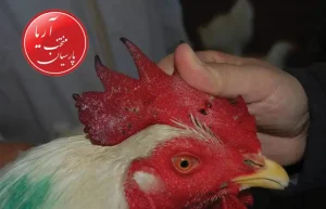 علت و نحوه انتقال آبله مرغان
