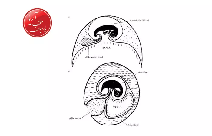 مراحل رشد جنین جوجه داخل تخم در دستگاه جوجه کشی