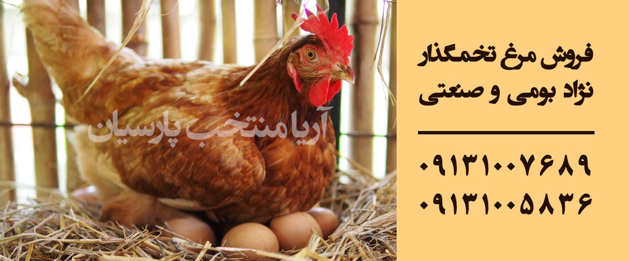 مرغ-تخمگذار