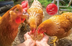 چگونگی تحریک مرغ به تخمگذاری با رژیم غذایی مناسب