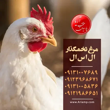 فروش مرغ تخمگذار ال اس ال