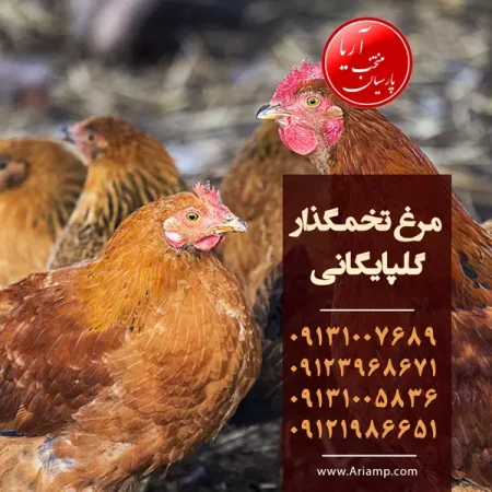 فروش مرغ تخمگذار گلپایگانی