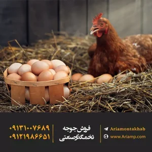 افزایش تخم مرغ تخمگذار