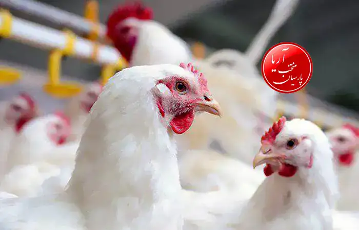 بهترین نژاد مرغ تخمگذار صنعتی