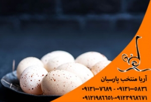 خرید تخم اردک عمده قیمت