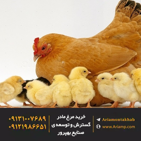 خرید مرغ مادر گسترش و توسعه ی صنایع بهپرور