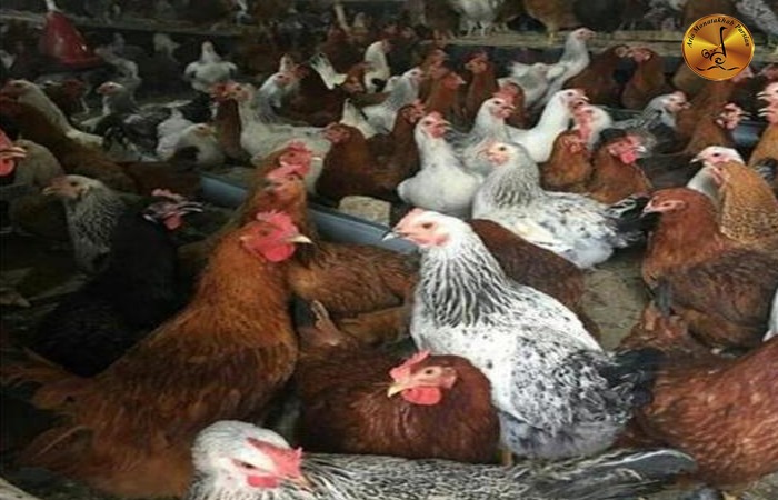 سود پرورش مرغ تخمگذار محلی بیشتر است یا مرغ گوشتی محلی؟