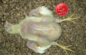 علت مرگ ناگهانی جوجه مرغ گوشتی ناشی از عفونت