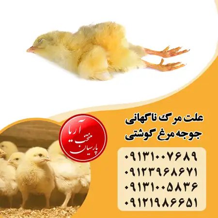 علت مرگ ناگهانی جوجه مرغ گوشتی