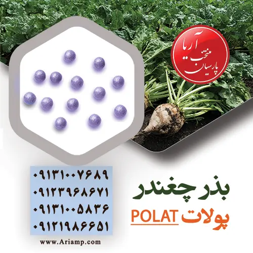 فروش بذر چغندر پولات(2018 POLAT)