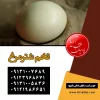فروش تخم شترمرغ