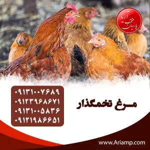 فروش جوجه مرغ تخمگذار 5ماهه