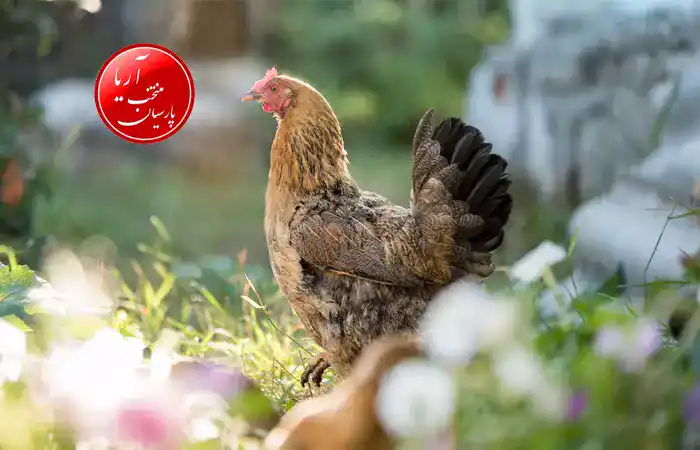 قیمت مرغ تخمگذار محلی