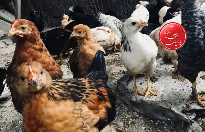 قیمت نیمچه مرغ ۴ ماهه