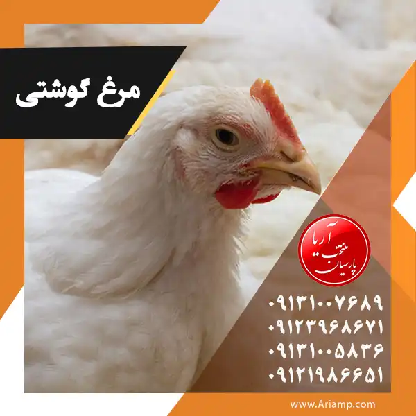 مرغ گوشتی کشتار تهران