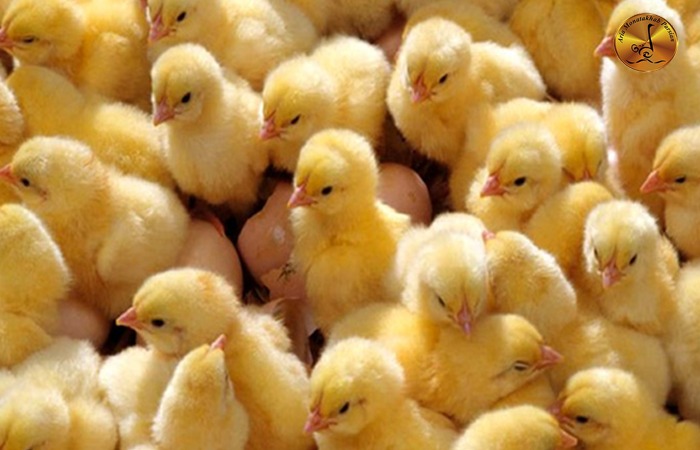 میزان مصرف دان در یک دوره برای مرغ گوشتی