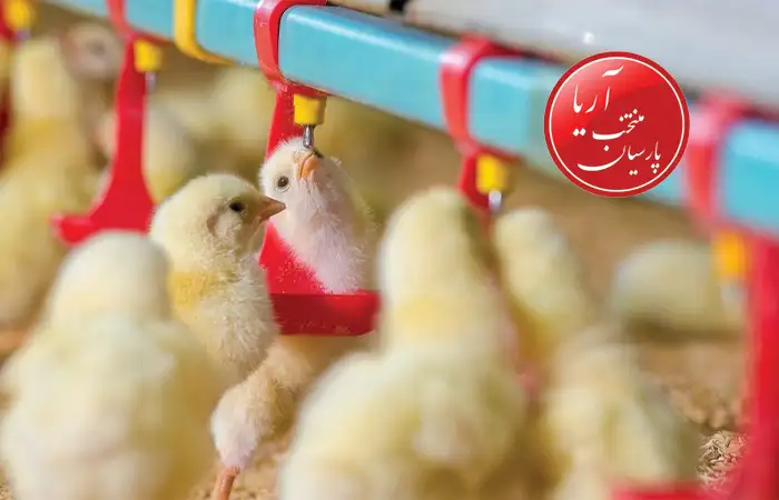 نکاتی برای انتخاب جوجه مرغ تخم‌گذار