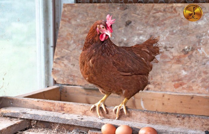 نکاتی در مورد پرورش مرغ لوهمن