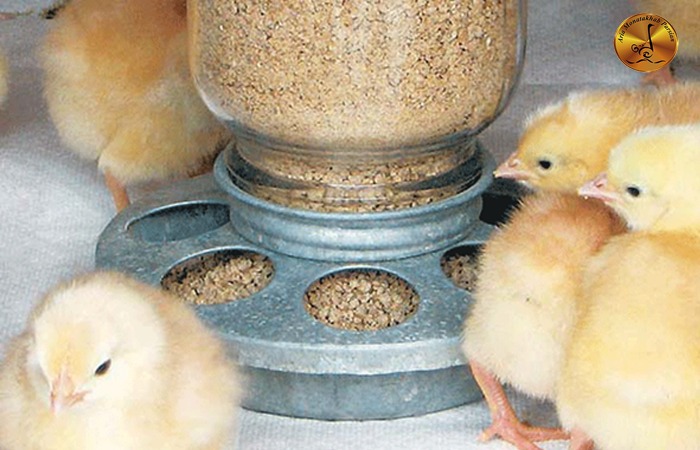 نیاز مهم در محل پرورش مرغ گوشتی