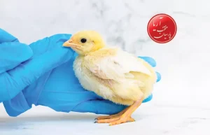 واکسیناسیون جوجه مرغ تخمگذار شیور