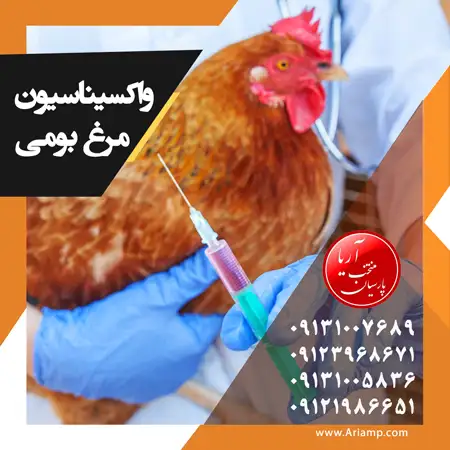 واکسیناسیون مرغ بومی محلی