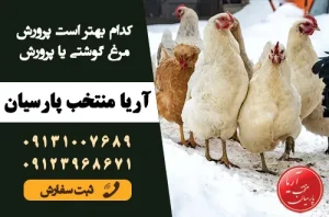 کدام-بهتر-است-پرورش-مرغ-گوشتی- و-پرورش-مرغ-تخم_گذار