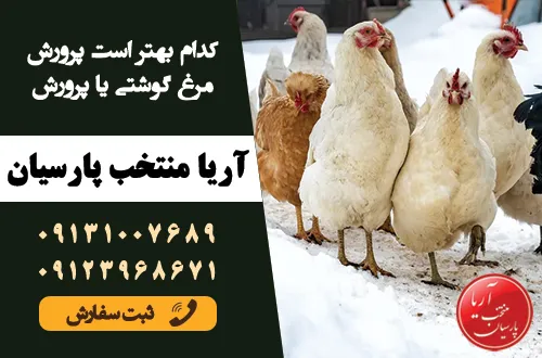 مقایسه تخصصی پرورش مرغ گوشتی و تخمگذار